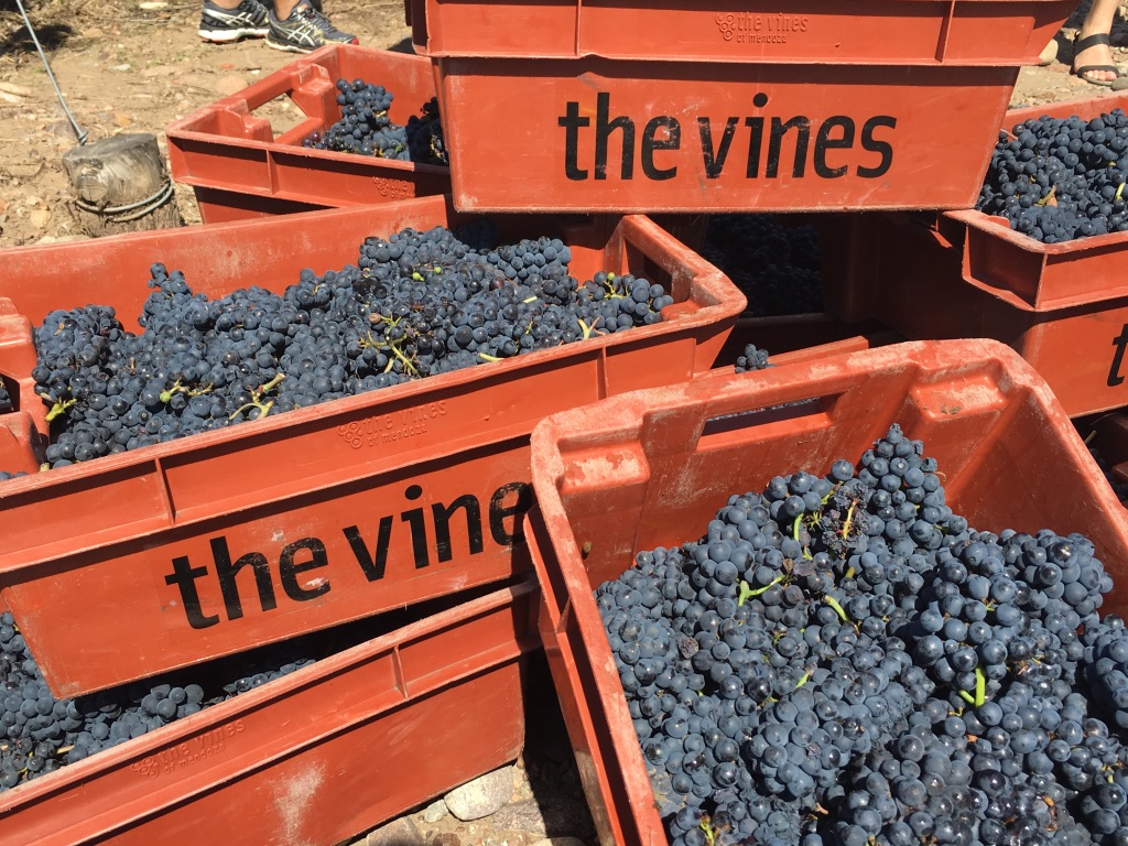 Mendoza Argentina vineyard harvest